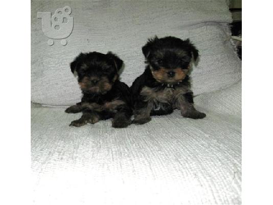PoulaTo: Pomeranian καθαροαιμα Αθηνα-Θεσσαλονικη-Νησια dogsmania.gr 6979314054